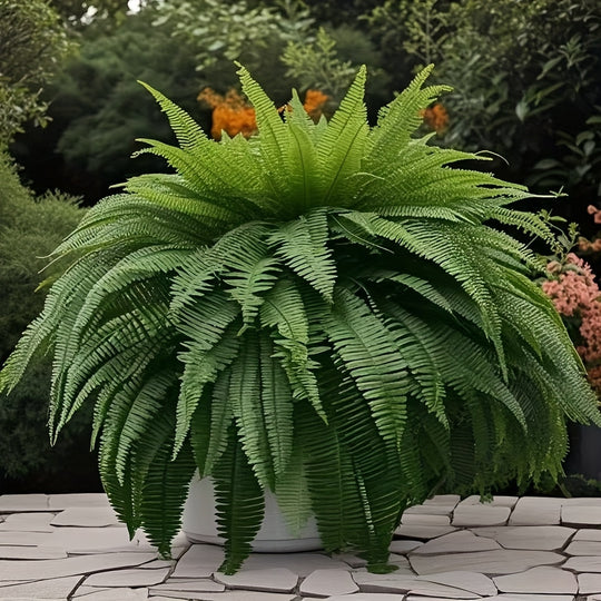 Set of Four Large Boston Fern Artificial Plants